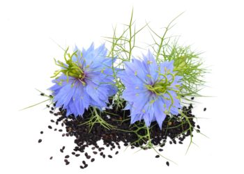 Zwei blaue Schwarzkümmelblüten drapiert auf einem Stoß Schwarzkümmelsamen.