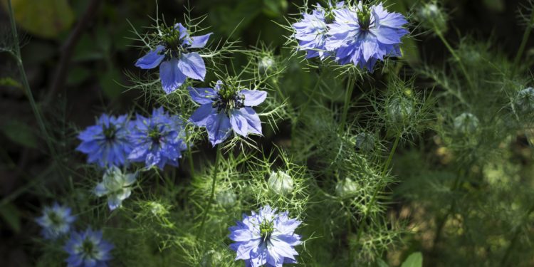 Mehrere Schwarzkümmelpflanzen mit bleuen Blüten.
