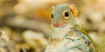 Sind Spitzmäuse der Auslöser von bisher unerklärten Todesfällen in Europa? (Bild:  kajornyot/Stock.Adobe.com)