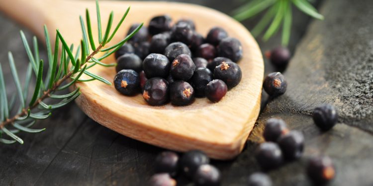 Wacholderbeeren auf einem Holzlöffel und einige Wacholderzweige.