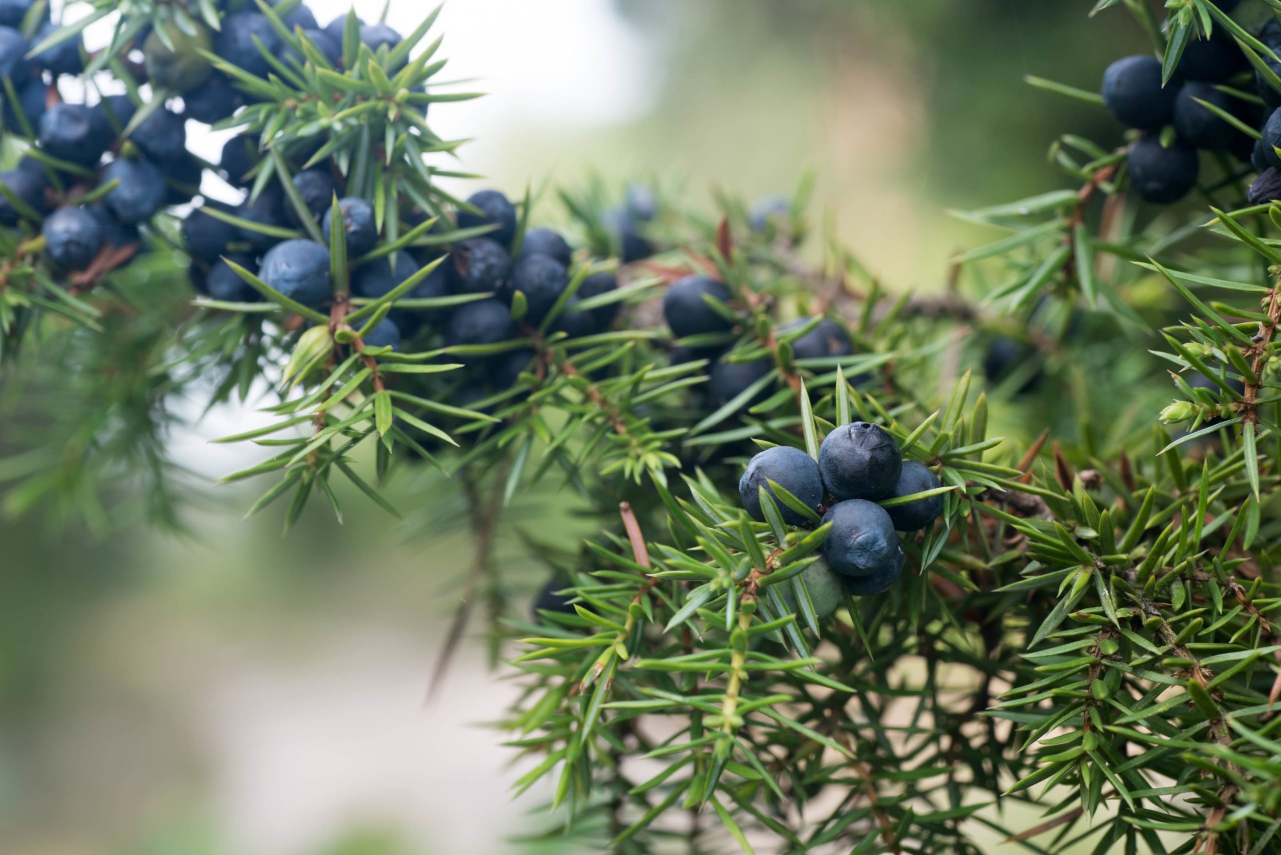 Wacholder – Wacholderbeeren: Anwendung, Wirkung und Risiken – Heilpraxis