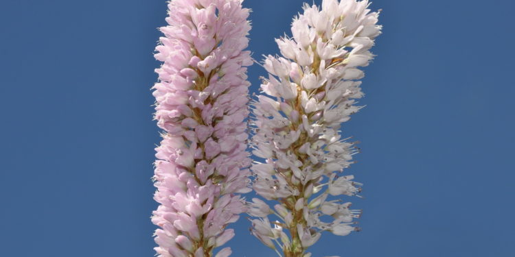 Wiesenknöterichblüten