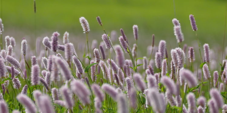 Wiese mit Wiesenknöterich