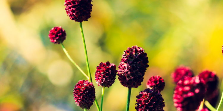 Wiesenknopfblüten