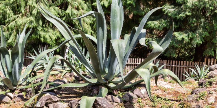 Mehrere amerikanische Agaven in einem Garten