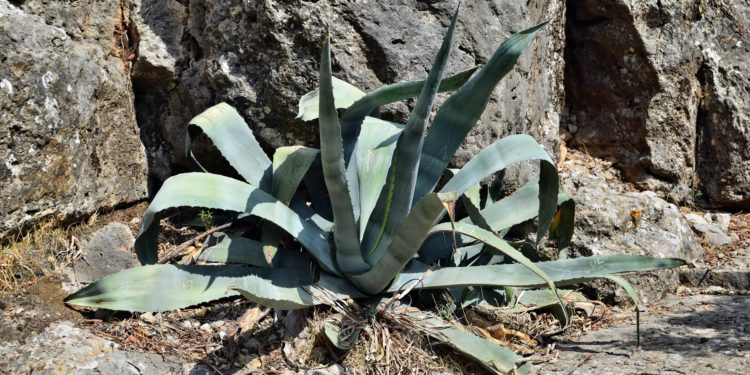 Agave americana am Rand eines Felsens.