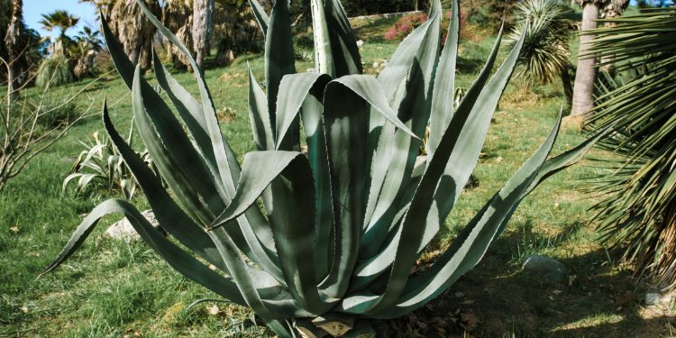 Eine amerikanische Agave auf einer Wiese