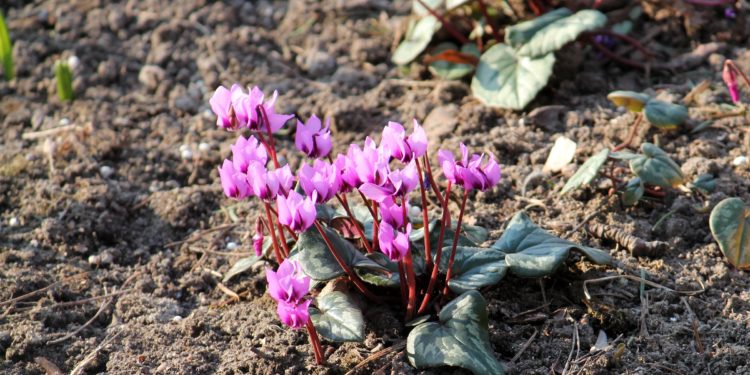 Mehrere europäische Alpenveilchen blühen in karger Erde.