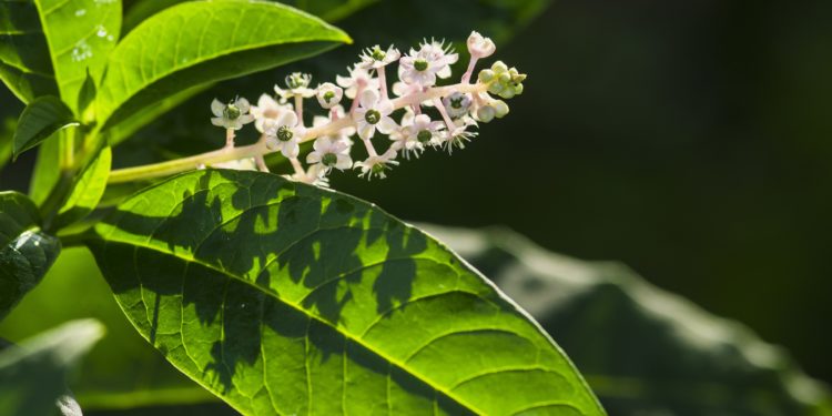 Kermesbeeren, Blüten