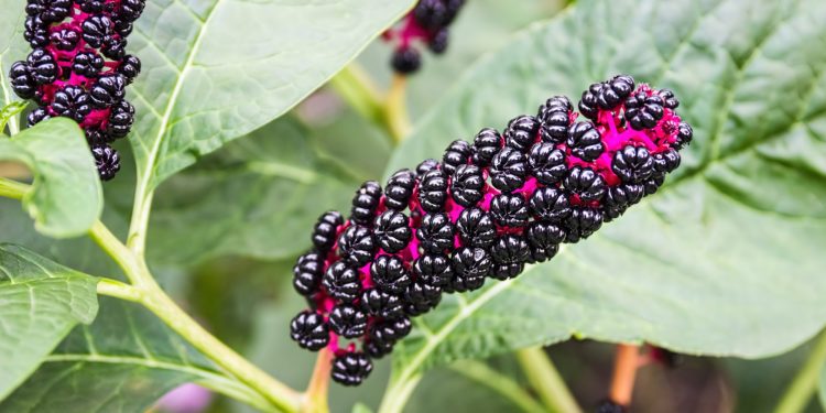 Kermesbeere, Beeren und Blätter