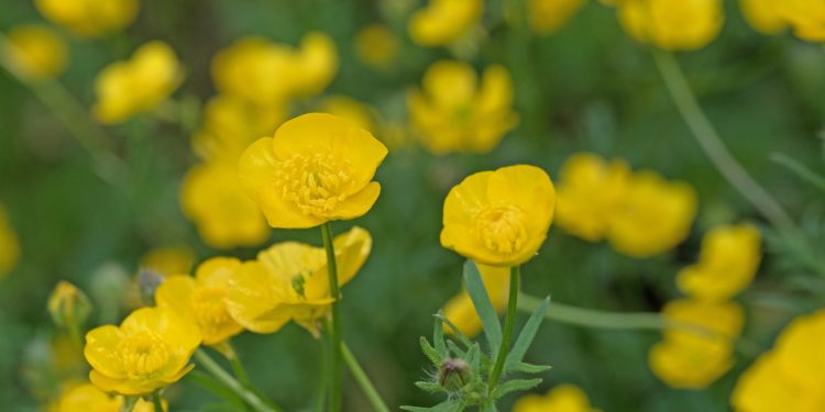 Butterblumen auf einer Wiese.