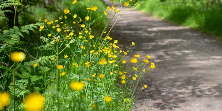 Butterblumen am Wegesrand im Wald.