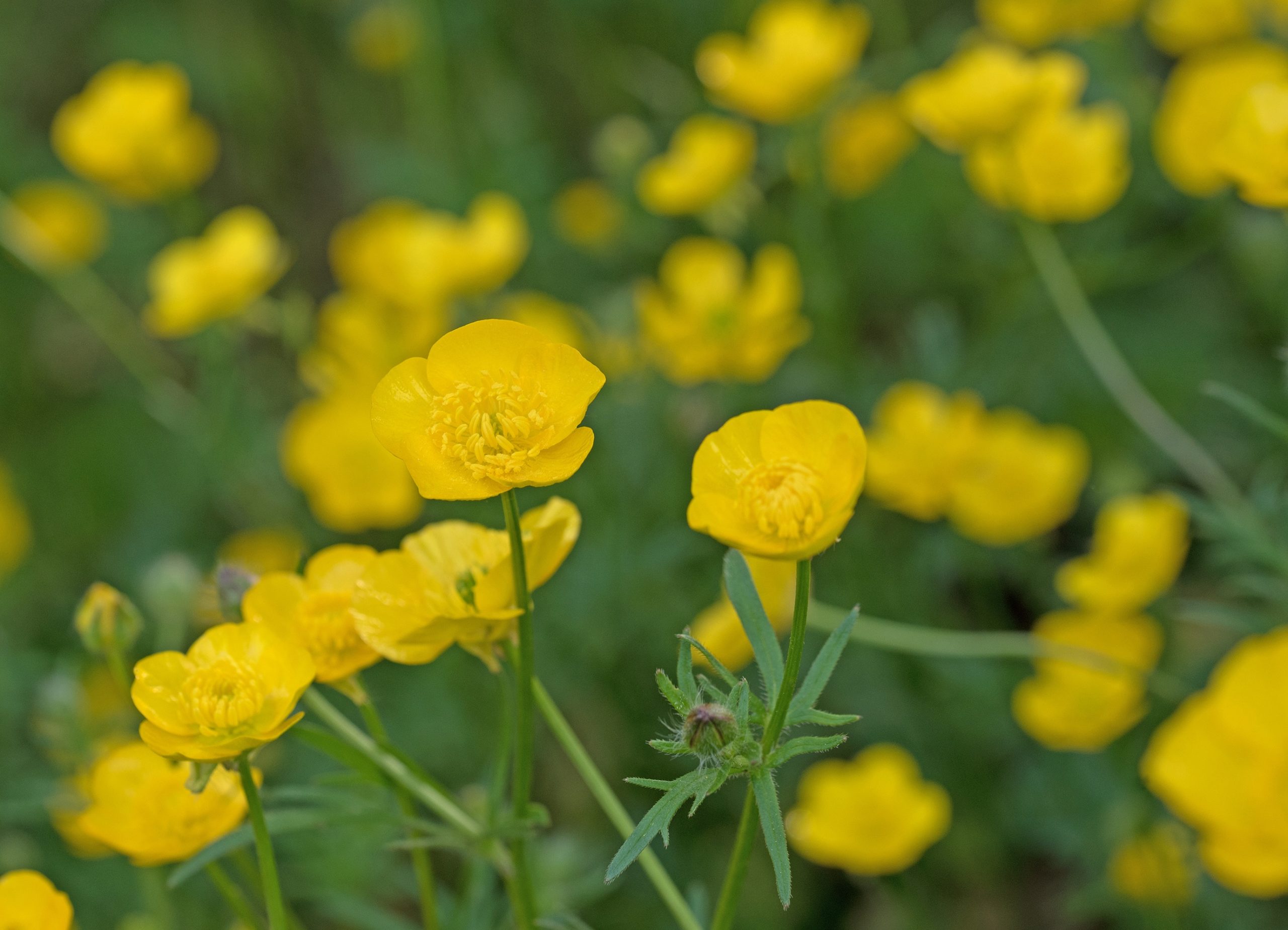 Butterblume – Scharfer Hahnenfuß – Heilpraxis