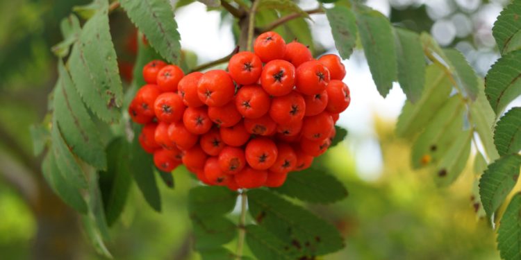 Zweig einer Eberesche mit Blättern und roten Vogelbeeren.