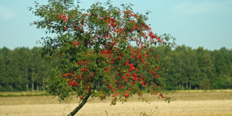 Eine Eberesche am Rand eines Feldes.