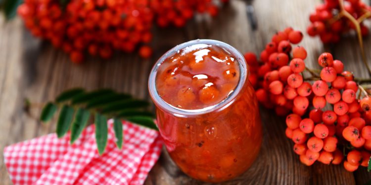 Ein Glas mit Ebereschenmarmelade, Vogelbeeren und ein kariertes Tuch auf einen Holztisch. 