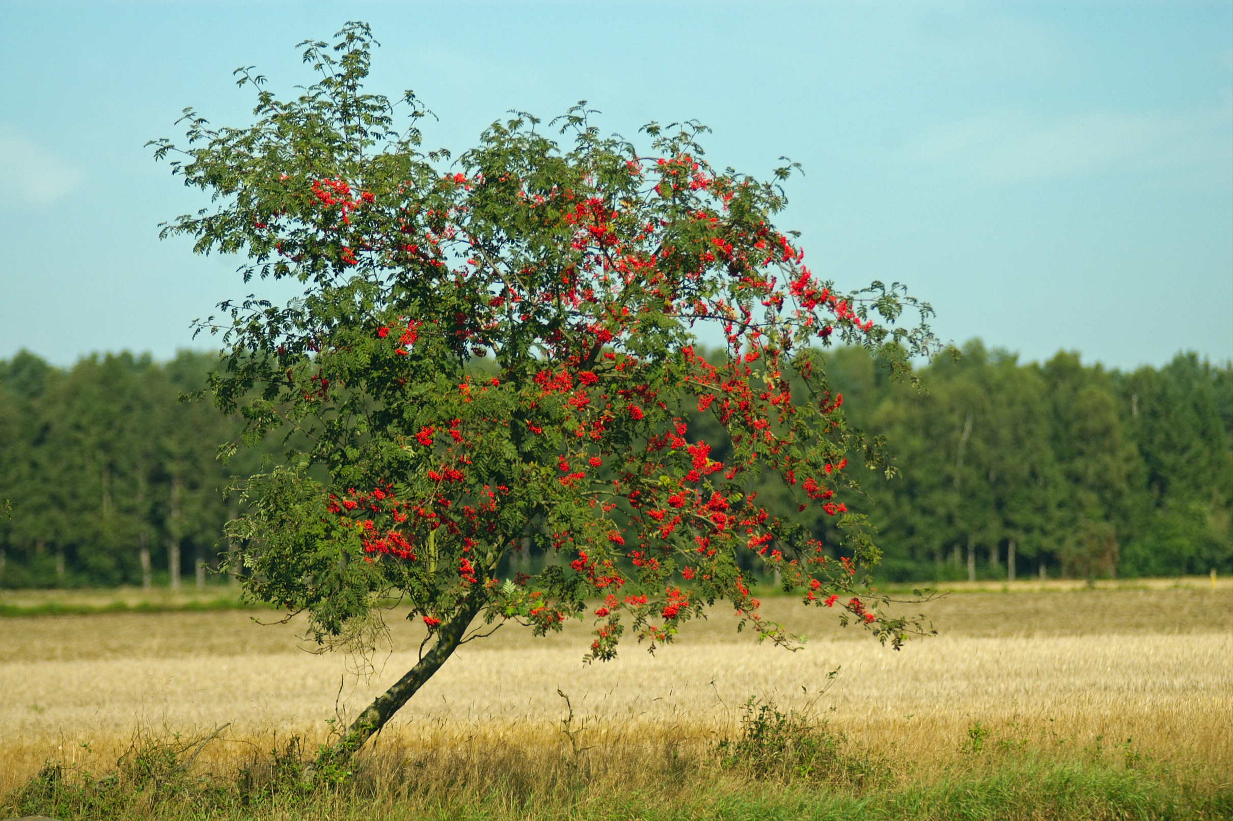 Eberesche - Vogelbeere als Heilpflanze - Naturheilkunde ...