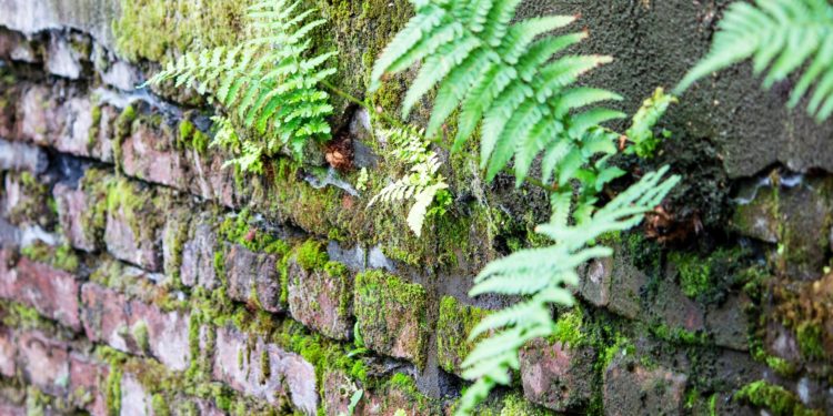 Echter Wurmfarn wächst an einer mit Moos bedeckten alten Steinmauer.