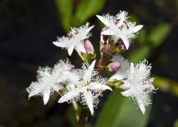 Fieberklee mit mehreren weißen Blüten.