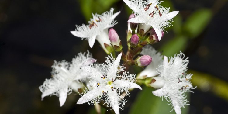 Fieberklee mit mehreren weißen Blüten.