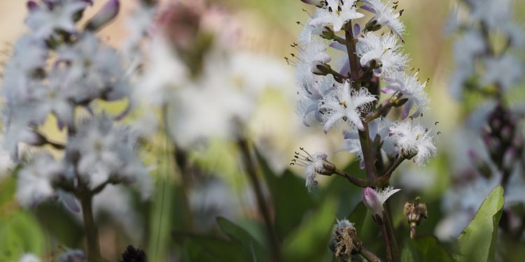 Fieberkleeblüten in Nahaufnahme.