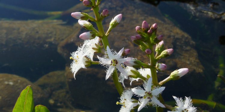 Fieberklee Wirkung und Anwendung Naturheilkunde