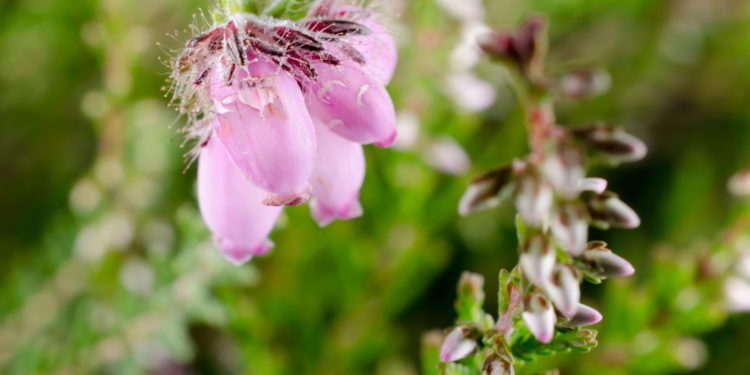 Heidekrautblüte