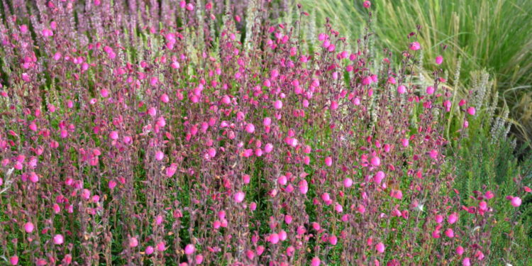 Glockenheidepflanzen im Garten