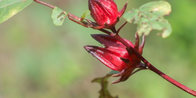 Zwei Hibiscus sabdariffa-Blüten an einem Zweig.