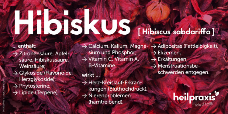 Übersichtsgrafik Hibiskus mit einer Auflistung der Inhaltsstoffe und Wirkung.