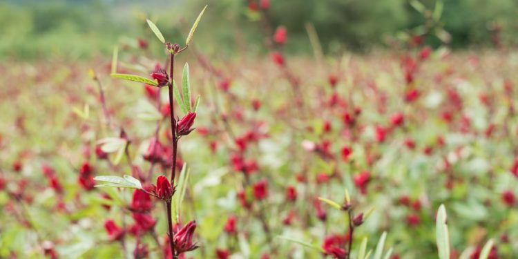 Ein Feld mit unzähligen Hibiscus-sabdariffa-Pflanzen.