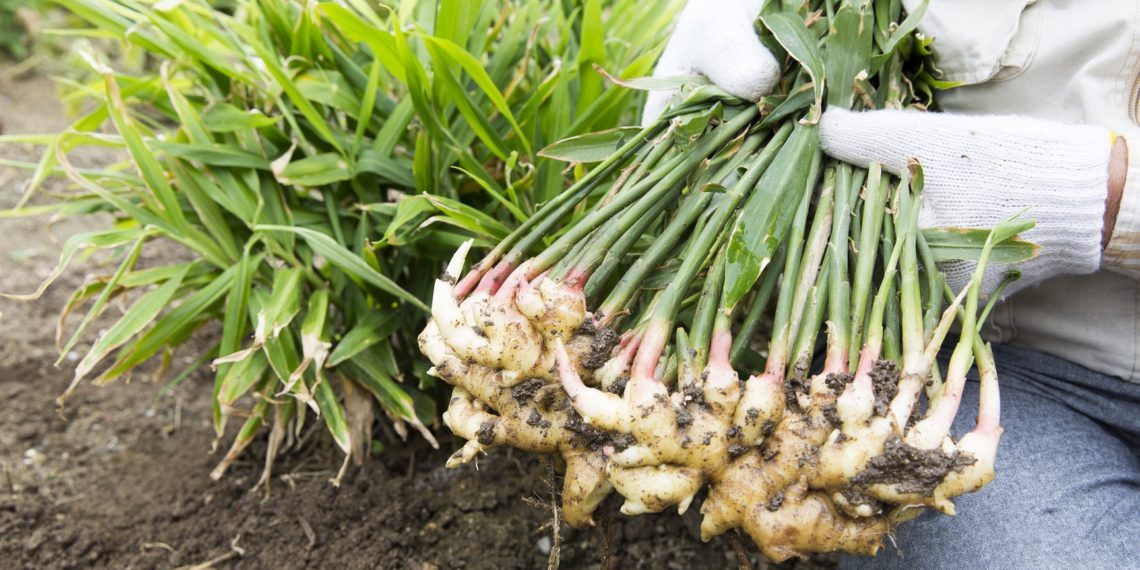 Ingwer – Wirkung, Rezepte und selber pflanzen – Heilpraxis