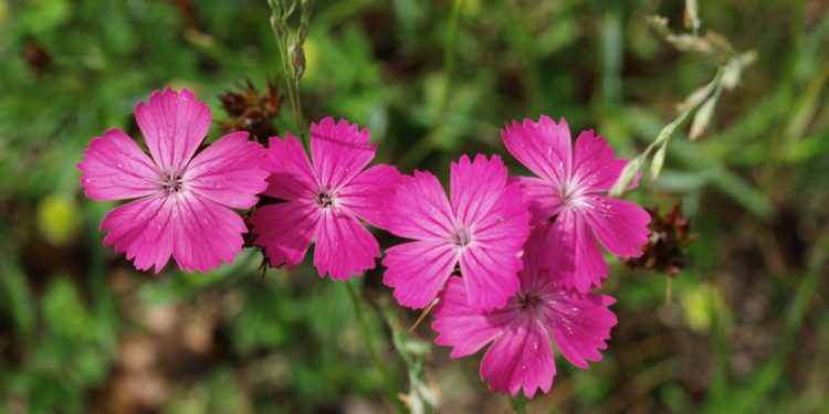 Purpurn gefärbte Blüten einer Kartäusernelke in Nahaufnahme.