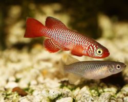 Zwei Killifische in einem Aquarium.