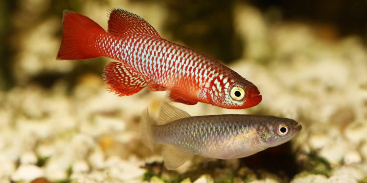 Zwei Killifische in einem Aquarium.