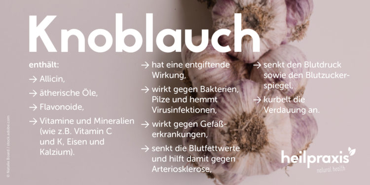 Knoblauch Abbildung mit einer Auflistung der Inhaltsstoffe und Wirkung