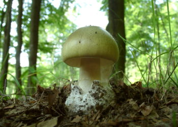 Ein grüner Knollenblätterpilz im Wald.