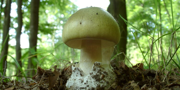 Ein grüner Knollenblätterpilz im Wald.