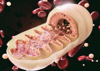 Eine grafische Darstellung über den Aufbau von Mitochondrien