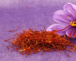 Safranblüte und Safranfäden auf violettem Untergrund