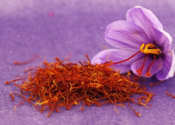 Safranblüte und Safranfäden auf violettem Untergrund