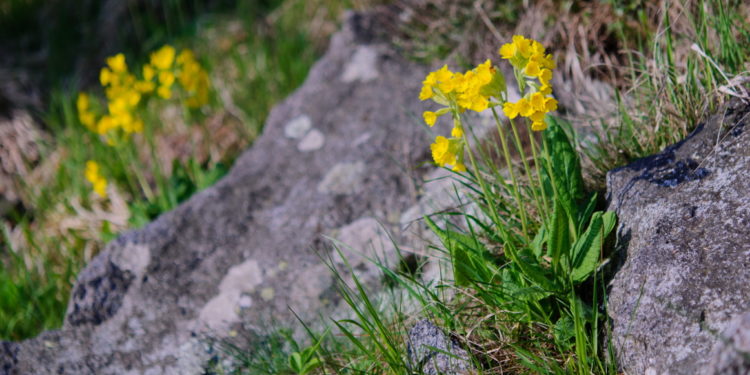 Schlüsselblumen auf Felsen