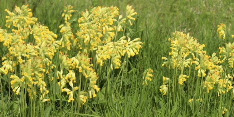 Wiese mit Schlüsselblumen