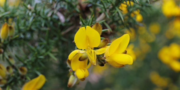 Stechginster, Strauch mit Blüten