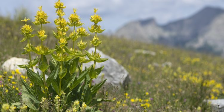 Gelber Enzian auf einer Wiese im Gebirge.