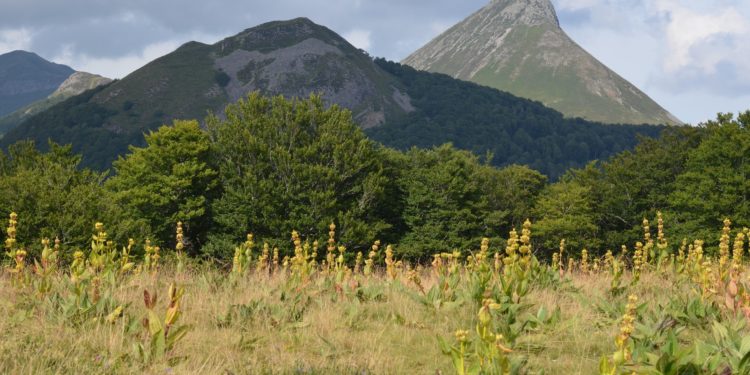 Gelber Enzian auf einer Bergwiese in den Alpen.