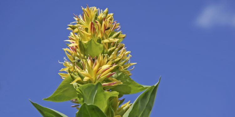 Blüte eines gelben Enzians vor blauem Himmel.