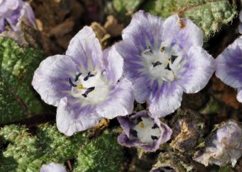 Weißlich-violette Blüten der Alraune in Nahaufnahme.