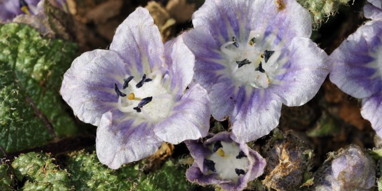 Weißlich-violette Blüten der Alraune in Nahaufnahme.