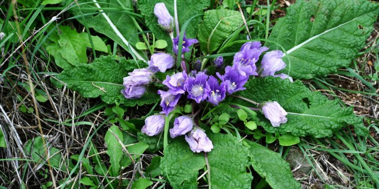 Alraune mit violetten Blüten auf einer Wiese.